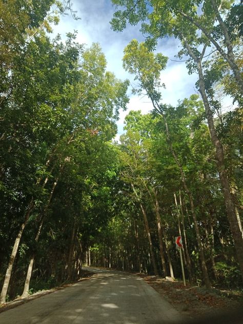 Tagum City, Philippines, Country Roads, Forest, Road