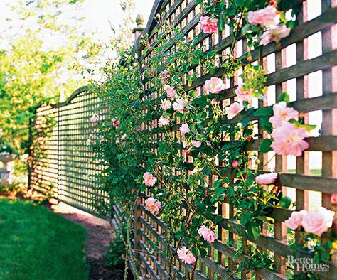 Make your backyard and deck or patio a private area to relax with our easy ideas for adding fences, trees and other landscaping element to increase your privacy. These cheap and easy projects can easily be added to your backyard in a weekend or less. Plants That Grow Up Lattice, Lattice Climbing Plants, Climbing Hydrangea Trellis Ideas, Rambling Rose Trellis, Trellis With Flowers, Rose Arbor Trellis, Climber Plants Ideas, Honey Suckle Trellis Ideas, Garden Arbor Ideas Climbing Flowers