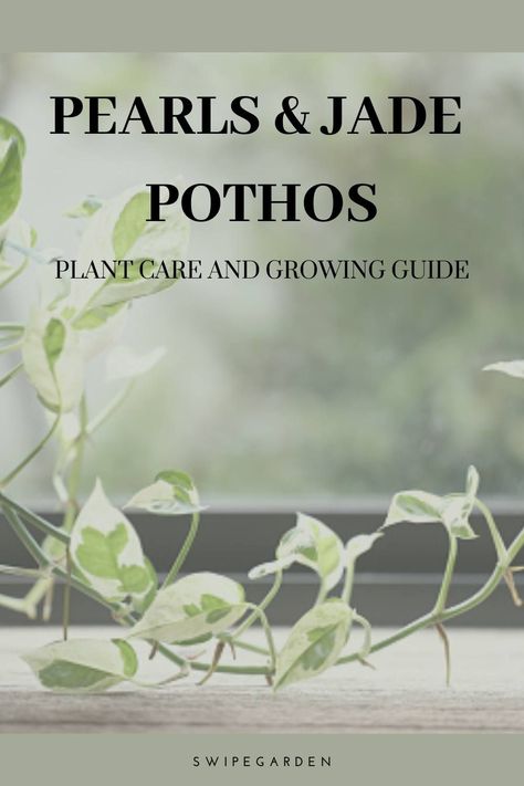 If you're looking for a plant that is both easy to care for and beautiful, look no further than the Pearls and Jade Pothos! This plant is perfect for those who want to add some greenery to their home but don't have a lot of time to dedicate to plant care. In this guide, we'll show you everything you need to know about Pearl and Jade Pothos care, from watering to fertilizing to propagating. #houseplants #pearlsandjade #plantcare #gardening #gardeningtips #pothos #pothoscare Pearls And Jade Pothos Care, Jade Pothos Plant, Pothos In Water, Pothos Care, Jade Pothos, Pothos Plant Care, Houseplant Care, Pothos Plant, House Plant Care