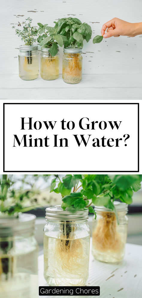 How to grow mint in water? Grow Mint In Water, Growing Mint In Water, How To Grow Mint In Water, Growing Mint In Pots, Mint In Water, Grow Mint Indoors, Mint Plant Care, Growing Mint Indoors, How To Grow Mint