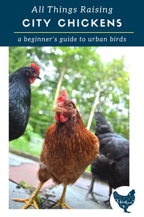 What do City Chickens Need? Basic Requirements for Backyard Chickens Chickens In The City, Raising Turkeys, City Chicken, Chicken Pictures, Urban Chickens, Raising Backyard Chickens, Laying Hens, Backyard Poultry, Keeping Chickens