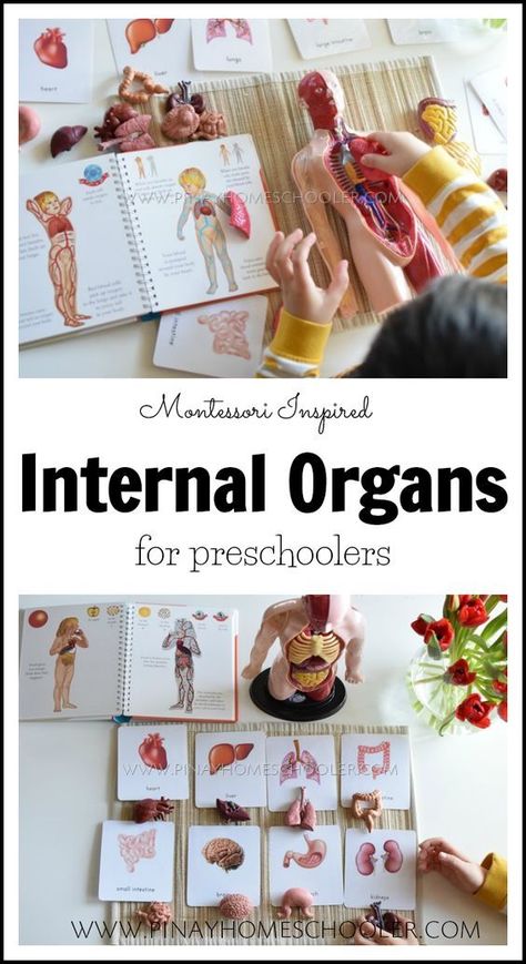 Learning about the internal organs of the human body for preschoolers #preschooler #activities #homeschool #montessori #science Homeschool Montessori, Body Preschool, Human Body Activities, Montessori Science, Montessori Lessons, Montessori Homeschool, Internal Organs, Montessori Preschool, Montessori Ideas