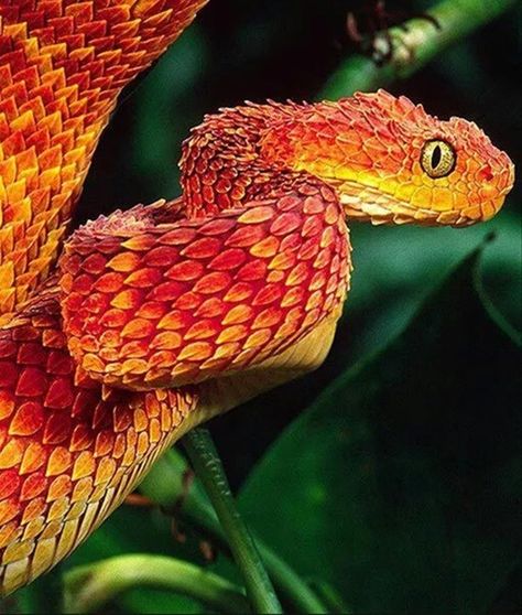 Bring Color To Your Day With These 18 Ridiculously Stunning Creatures Colorful Reptiles, African Bush Viper, Bush Viper, Snake Photos, Viper Snake, Colorful Snakes, Pretty Snakes, Cute Reptiles, Cute Snake