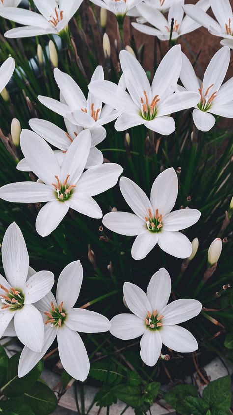 Flower wallpaper | aesthetic flower | white Lilly | micro photography Wallpaper Aesthetic Flower, Flower Wallpaper Aesthetic, Micro Photography, White Lilly, Aesthetic Flower, Flower White, Flower Wallpaper, Wallpaper Aesthetic, Nature Photography