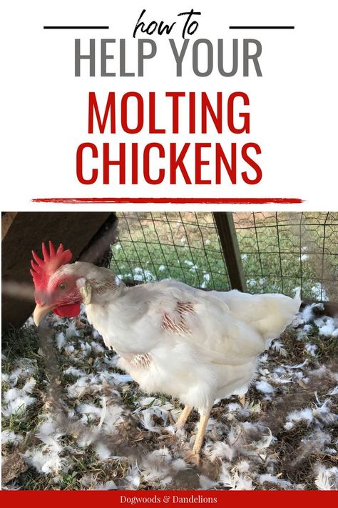 Uses For Chicken Feathers, Chickens Losing Feathers, Chicken Molting, Molting Chickens, Herbs For Chickens, Chicken Raising, Baby Chicks Raising, Chicken Poop, Types Of Chickens