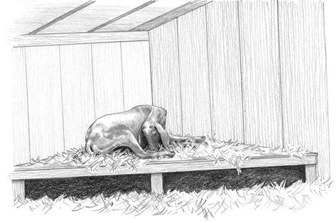 A corner sleeping shelf is easy to build. Goat Sleeping, Sleep Outside, Goat Health, Goat House, Power Hammer, Goat Barn, Raising Goats, Barn Garage, Dairy Goats