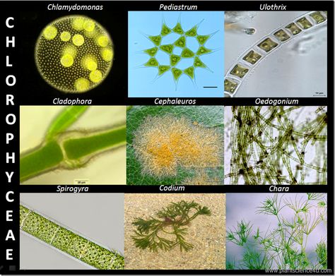 Example of green algae (Chlorophyceae) Marine Algae, Biology Art, Green Algae, Cell Wall, Plant Science, Science Teacher, Teacher Hacks, All About Plants, Life Cycles