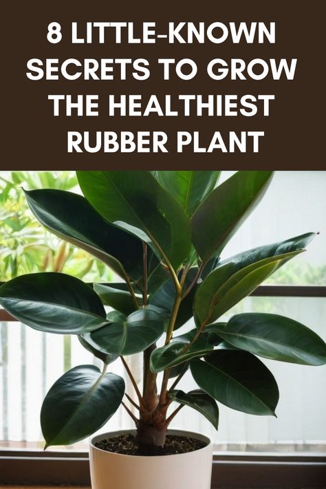 Learn how to grow a lush and healthy rubber plant with these expert tips. Discover the secrets to proper watering, lighting, and fertilizing to ensure your rubber plant thrives in your home. Whether you're a beginner or experienced plant parent, this comprehensive guide on how to grow rubber plants will help you enhance your indoor greenery game. Say goodbye to wilting leaves and hello to vibrant foliage by following our step-by-step instructions for caring for your rubber plant. Rubber Plant Indoor, Rubber Plant Care, Plant Leaves Turning Brown, Rubber Tree Plant, Yard Plants, Plant Maintenance, Indoor Greenery, Plant Indoor, Plant Parent