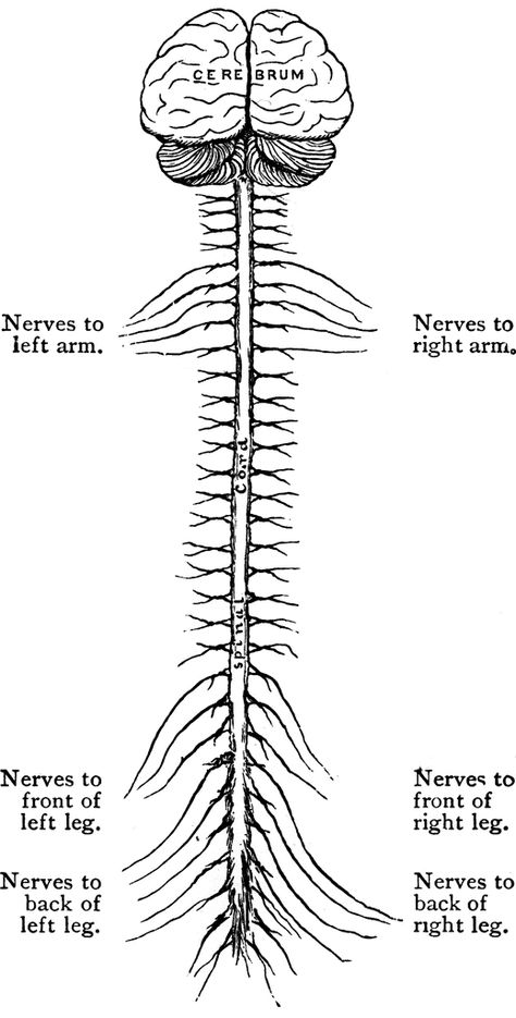 Spinal Cord Drawing, Nervous System Drawing, Spine Drawing, Brain And Spinal Cord, The Nervous System, Spinal Cord, Central Nervous System, Thirty One, Nervous System