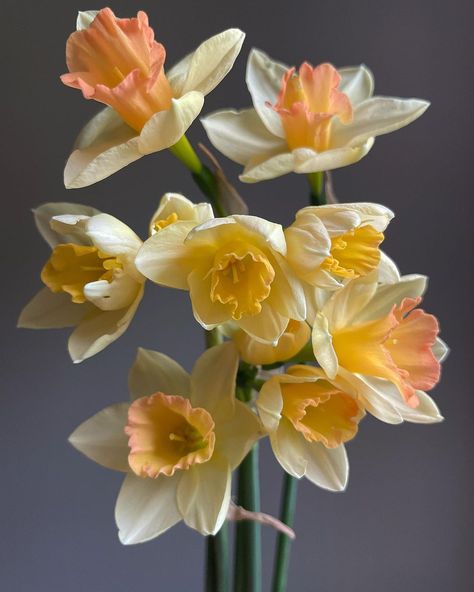 Erika Stephens’s Instagram profile post: “Blushing Lady #narcissus #flowerfarmer” Narcissus Flower Photography, Narcissus Photography, Narcissus Flower Aesthetic, Daphodil Flower, Spotted Flower, Daffodil Photography, Flower Lampshade, Narcissus Flowers, Photos Of Flowers