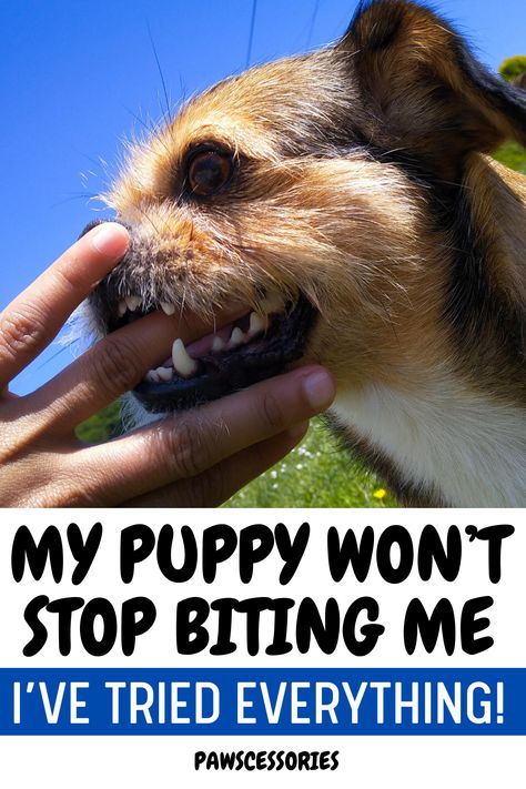 If you’re reading this, chances are you have a puppy that won’t stop biting. But, not to worry, you’re in good company. Puppy biting is the number one behavior complaint of new dog owners. It can be frustrating and downright dangerous when your puppy won’t stop nipping at your hands and clothes. In this post, we’ll discuss the main reasons puppies bite in the first place, the biggest mistake new owners make, and some force-free ways to get your pup to finally stop nipping you! Shih Tzu Training, Puppy Training Biting, Stop Dog Barking, Puppy Biting, Potty Training Puppy, My Puppy, In Good Company, Getting A Puppy, Aggressive Dog