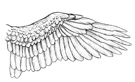 Angel wing template Drawing Wings, Wings Sketch, Bird Nest Craft, Into Drawing, Winged People, Bird Cartoon, Raven Wings, Owl Wings, Wings Drawing