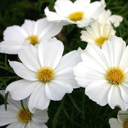 Cosmos Bipinnatus, Unique Cottages, Black Holes, White Garden, Tall Plants, Garden Care, Foliage Plants, Bedding Plants, House Garden