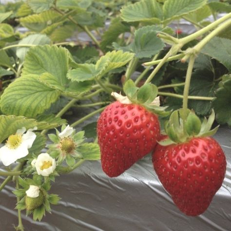 Strawberry Summer, Red Strawberry, Strawberry Fields, Fresh Strawberries, Red Aesthetic, Strawberry Shortcake, Nom Nom, Berry, Straw