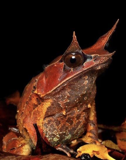 Long-nosed Horned Frog (Megophrys nasuta) Thailand, Malaysia, to Singapore and Sumatra Frosch Fairy Tail, Horned Frog, Frog Species, Frog Pictures, Salamanders, Horned Frogs, Funny Frogs, Fascinating Facts, Frog And Toad