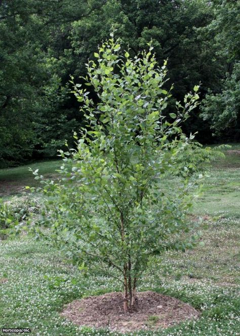 River Birch Trees, Fast Growing Shade Trees, Trees For Front Yard, Leyland Cypress, Growing Trees, River Birch, Privacy Trees, Landscape Gardening, Landscaping Trees