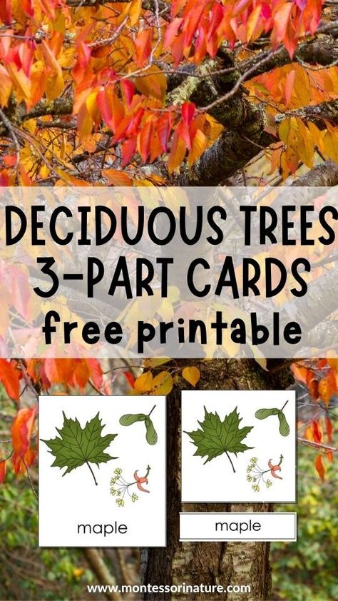 Free Printables - Deciduous Trees 3-Part Cards and Student Book for Coloring and Handwriting - Montessori Nature Printables Montessori Printables Free, What Is Montessori, Nature Printables, Free Educational Printables, Montessori Printables, Student Book, Montessori Education, Educational Printables, Cognitive Development