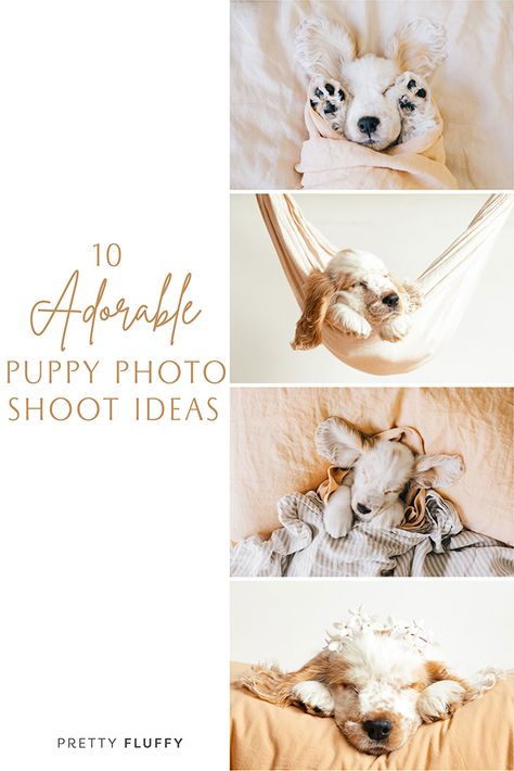 6 Month Puppy Photoshoot, Dog Breeder Photoshoot, How To Take Cute Puppy Pictures, Breeder Puppy Pictures, Doggie Photoshoot Ideas, Puppy Shoot Ideas, New Puppy Pictures, Professional Puppy Pictures, Puppy Milestones Photos