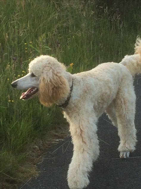 Pretty poodle -Connie smiling Blonde Poodle, Show Poodle, Medium Poodle, Dog Hairstyle, Poodle Puppy Cut, Poodle Hairstyles, Apricot Standard Poodle, Poodle Black, Poodle Party