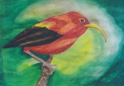 Hawaiian honey creeper Hawaiian Honeycreeper, Rare Animals, Kingfisher, Creepers, Bird Art, Art Ideas, Honey, Drawings, Animals