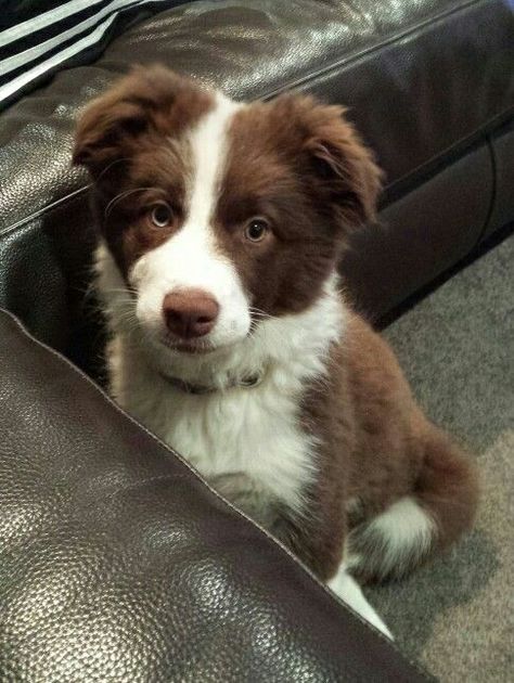 Border Collie Puppy Aesthetic, Chocolate Border Collie, Border Collie Aesthetic, Collie Aesthetic, Chocolate Dogs, Puppy Aesthetic, Big Dogs Breeds, Biggest Dog In The World, Chocolate Dog