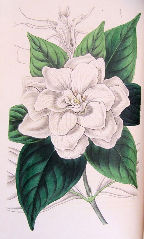 gardenia Drawing | Figured are glossy lance-shaped leaves and large, double white flower ... Gardenias Drawing, Gardenia Meaning, Gardenia Drawing, Gardina Flowers, Gardenia Tattoo, Gardenia Bush, Jasmine Tattoo, Gardenia Jasminoides, Gardenia Plant