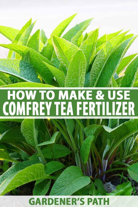 Do you want to fertilize your garden without using chemicals? Learn how to make a homemade liquid fertilizer with comfrey. Homemade comfrey tea fertilizer is an organic, easy, and completely free way to feed your plants and recycle nutrients back into your soil. Learn how with Gardener's Path. #comfrey #gardenerspath Tea Fertilizer, Budget Gardening, Comfrey Tea, Easiest Plants To Grow, Comfrey Plant, Homesteading Life, Homesteading Tips, Garden Tomatoes, Foliar Spray