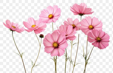 Journal Cutouts, Pink Cosmos Flowers, Libra Color, Pink Cosmos, Png Flower, Cosmos Flowers, Light Pink Flowers, Flowers Petals, Pink Garden