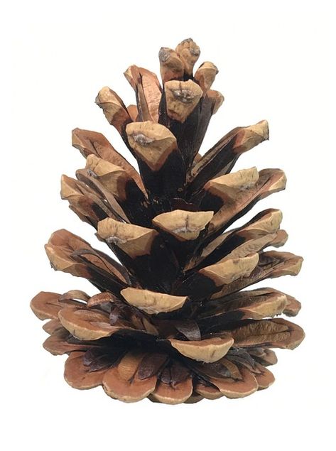 Download this free photo of Pine Cone Fir Conifer from Pixabay's vast library of royalty-free stock images, videos and music. Conifer Cone, Pine Cone Tree, Art Homework, Canadian Hemlock, Christmas Foliage, Shop Shelving, Fir Cones, Artsy Ideas, Cone Trees