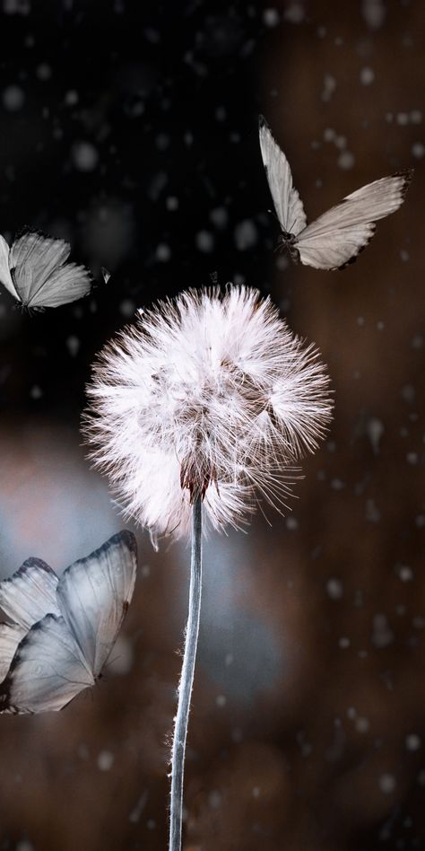 Bokeh, dandelion and butterfly, blur, 1080x2160 wallpaper Dandelion Iphone Wallpaper, Pictures Of Dandelions, Dandelion Wallpaper Iphone, Dandelions Photography, White Butterfly Wallpaper, Dandelion And Butterfly, Dandelion Aesthetic, Dandelion Pictures, Dandelion Photography