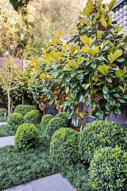 Hamptons Style Garden, Screen Plants, Landscape Gardening, Contemporary Garden Design, Privacy Plants, Tree Garden, Garden Screening, Formal Garden, Garden Shrubs