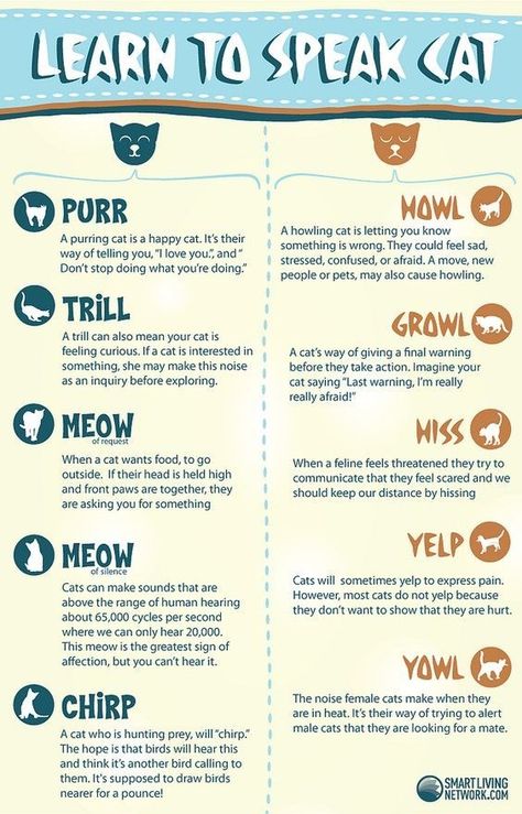 Learn To Speak Cat Cat Infographic, Katt Grejer, Purring Cat, Cat Language, Cat Info, Cat Hacks, Cat Care Tips, Kitten Care, Cat Parenting