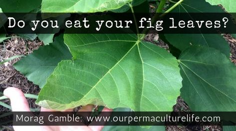 How To Eat Figs, Fig Leaf Tea, Growing Fig Trees, Food Forest Garden, Ficus Carica, Fig Trees, Fig Fruit, Edible Wild Plants, Foraged Food