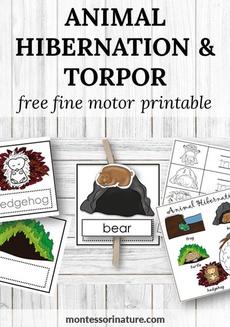 Animal Hibernation & Torpor Cards - Free Printable - Montessori Nature Montessori Hibernation Activities, Animal Hibernation Preschool Activities, Hibernation Preschool Activities Free, Free Hibernation Printables, What Animals Hibernate In The Winter, Hibernation Activities Preschool, Preschool Hibernation Activities, Hibernating Animals Preschool, Migration Preschool