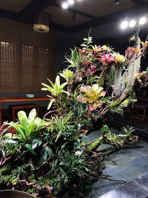 Bromeliads Garden, Bromeliads Landscaping, Tropical Greenhouses, Plant Display Ideas, Small Japanese Garden, Garden Wall Designs, Tropical Garden Design, Asian Garden, Backyard Greenhouse