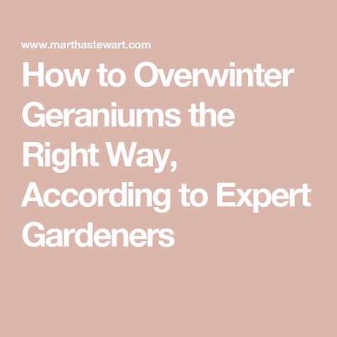 How to Overwinter Geraniums the Right Way, According to Expert Gardeners Overwinter Geraniums, Overwintering Geraniums, Growing Geraniums, Fall Gardening, Blog Newsletter, Overwintering, Wedding Party Planning, Container Gardening Flowers, Breakfast Brunch Recipes