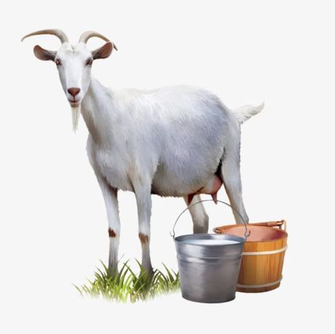 Goat Picture, Animal Cutouts, Cute Goats, Food Graphic Design, Goat Farming, Country Scenes, Goat Milk, Stock Pictures, Animal Design