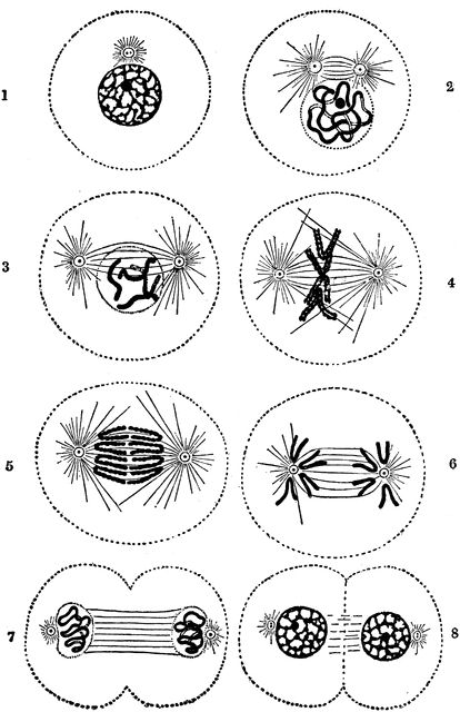 Cell Division Cell Differentiation, Biology Resources, Cell Cycle, Sketchbook Project, Biology Art, Cell Division, Animal Cell, Biology Lessons, Cell Growth