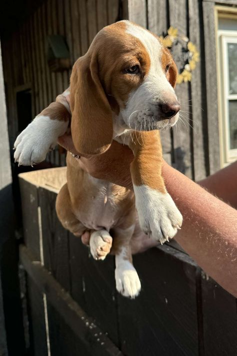 Bassett Hound Beagle pups Foxhound Puppy, Baby Basset Hound, Basset Hound Puppies, Beagle Colors, Beagle Mix Puppies, Beagle Pups, Beagle Hound, Dream Puppy, Elkhart Indiana