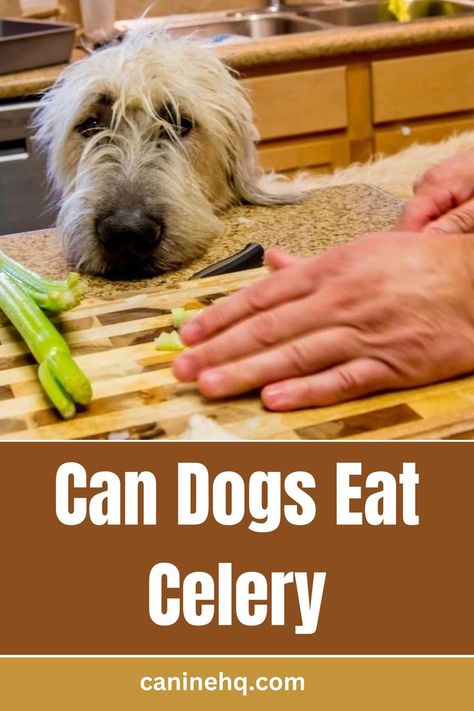 can dogs eat pistachios Diy Dog Food, Can Dogs Eat, Dog Eating, Diy Dog Stuff, Vitamins And Minerals, Pistachio, Food Hacks, For Dogs, Celery