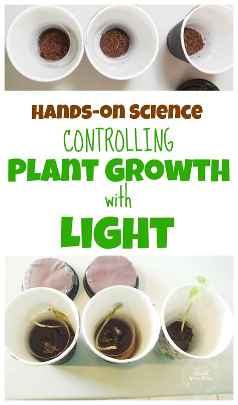 Experiment showing how light controls plant growth. Light Science Experiments, Plant Experiments, Biology Teaching, Light Experiments, How Plants Grow, Seeds Growing, Stem Activities Preschool, Entertaining Kids, Light Science