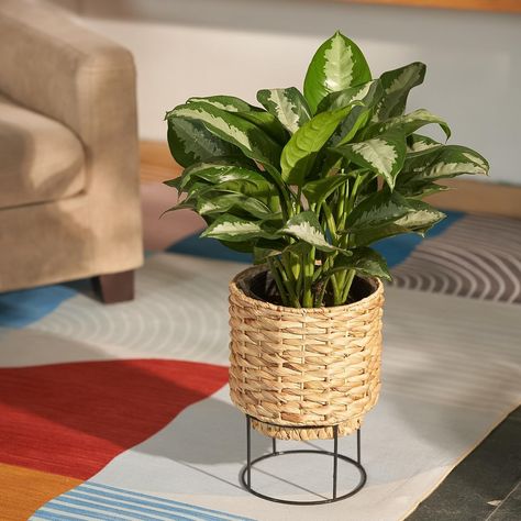 Amazon.com : NEERGREVE Set of 2 Water Hyacinth Planter Pot with Metal Stand Indoor for Plant, Flower Pots, Succulent Pot, Basket Planter, Decorative Pot Cover (Twisted) : Patio, Lawn & Garden Plant Baskets Indoor, Planter Basket, Pot Ideas, Pot Cover, Basket Planters, Water Hyacinth, Decorative Pots, Plant Flower, Metal Stand