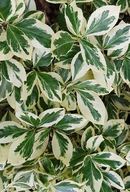 Euonymus Hedge Plants - Hedging Plants Direct Euonymus Hedge, Cherry Laurel Hedge, Plants For Shady Areas, Privet Hedge, Euonymus Fortunei, Tree Mulch, Laurel Hedge, Hornbeam Hedge, Hedge Plants