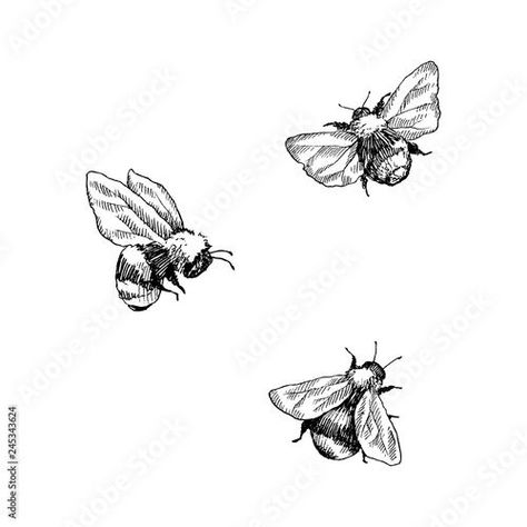 Bumblebee Illustration, Bumble Bee Illustration, Bee Illustrations, Bumble Bee Tattoo, Bee Drawing, Insect Tattoo, Bee Illustration, Bee Tattoo, Hand Drawn Vector Illustrations