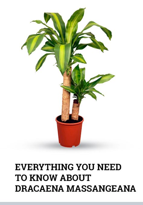 Dracaena Fragrans Massangeana, Dracaena Plant Outdoors, Dracaena Plant Care Houseplant, Dracena Plant Types, Mass Cane Plant Care, Dracaena Plant Types, Dracena Massangeana, Dracena Plant Care, Corn Plant Indoor Care