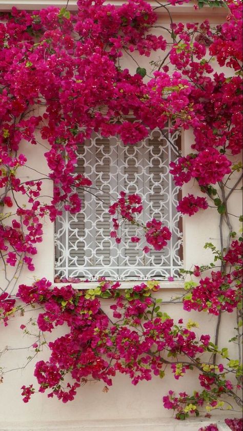 Bougainvillea Trellis, Spanish Flowers, Bougainvillea Flower, Indian Garden, Scenery Background, Garden Painting, Birthday Card Printable, Wedding Mood Board, Climbing Plants