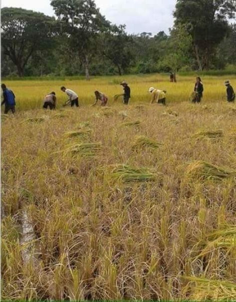 Old Village Photo, Drawing Images Easy, Agriculture Drawing, Agriculture Pictures, Agriculture Tools, Tools Images, Village Photo, Spider Illustration, Rice Paddies