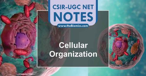 CSIR NET Life Science Notes on Cellular Organization. Csir Net Life Science Notes, Life Science Notes, Cell Junction, Eukaryotic Cell, Membrane Structure, Family Structure, Cell Cycle, Cell Division, Organ System