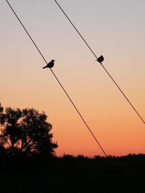 Birds chirping at dawn Birds Chirping, Spring Birds, When I Go, Cute Posts, Poetry Book, Aura Colors, Two Birds, Poetry Books, Sky Aesthetic