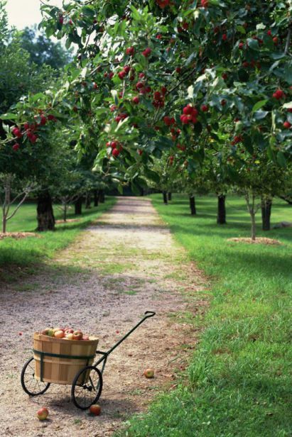 Fruit Bearing Trees, Apple Orchard, Garden Trees, Alam Yang Indah, Apple Tree, Dream Garden, Wisteria, Fruit Trees, The Farm